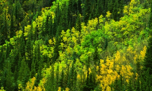 Rocky Mountain Colorado Nature