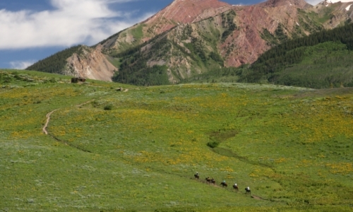 Rocky Mountain Horseback Riding