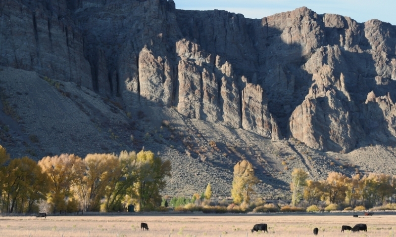 Cattle Ranch in Granby