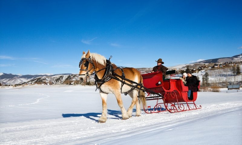 Sleigh Ride Winter Horse
