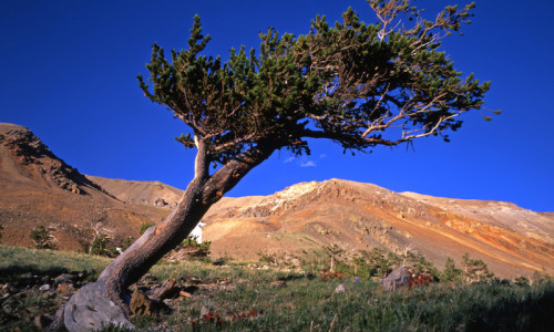Arapaho / Roosevelt National Forest