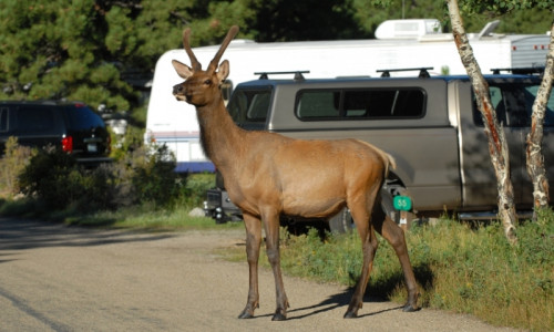 Park Campgrounds